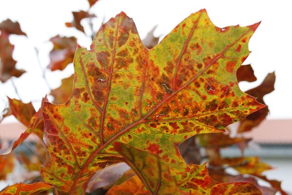 Ein Blatt gegen das Licht