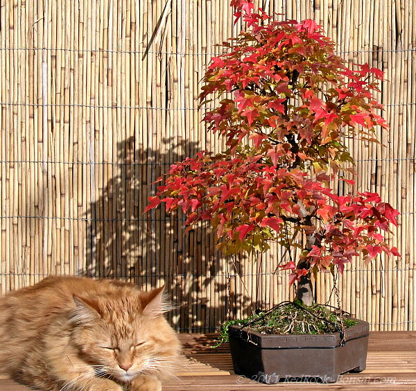 herbst1.JPG