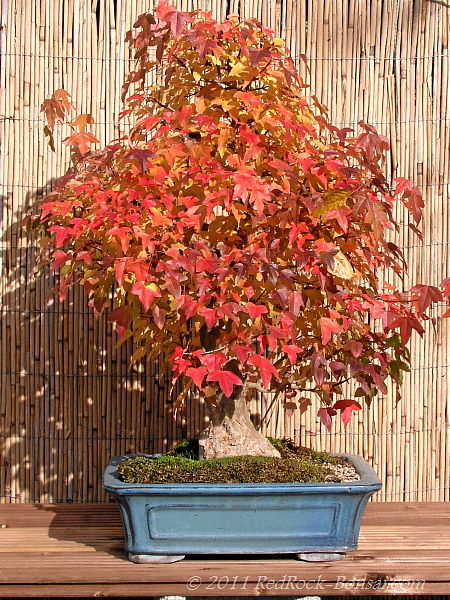 herbst2.JPG