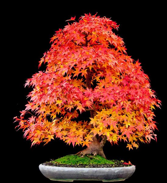Acer-2011-Forum.jpg