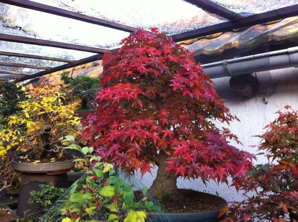 acer.jpg
