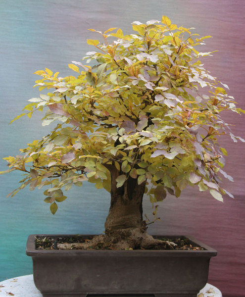 fraxinus-11-2011.jpg