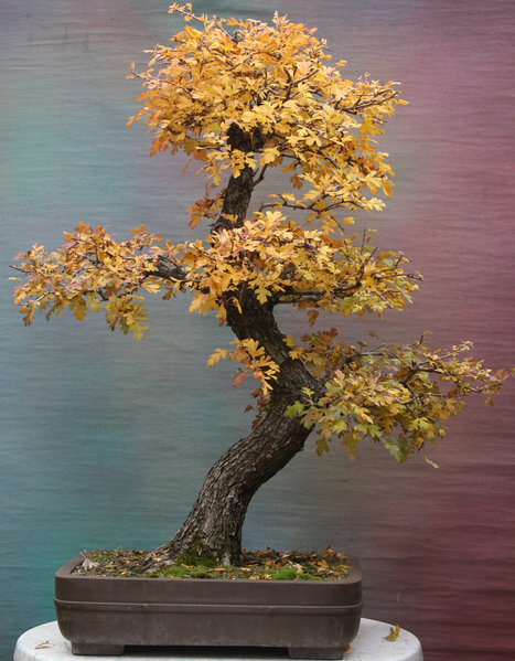 weissdorn-gross--2011.jpg
