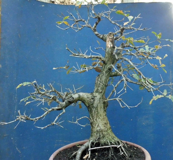 quercus robur 2011 1.jpg