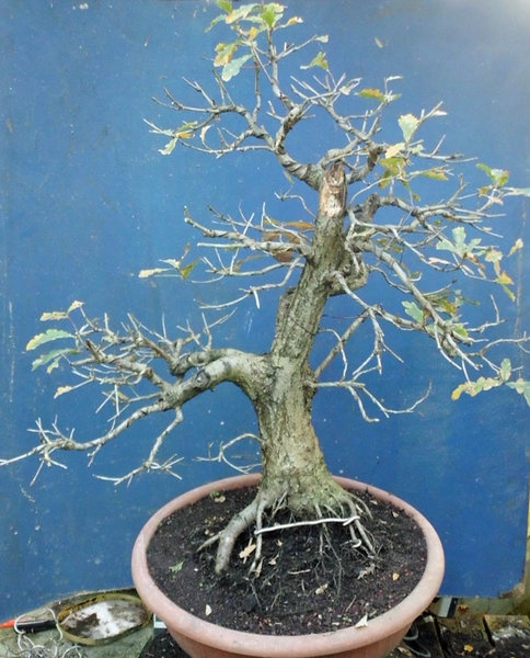 quercus robur 2011 2.jpg