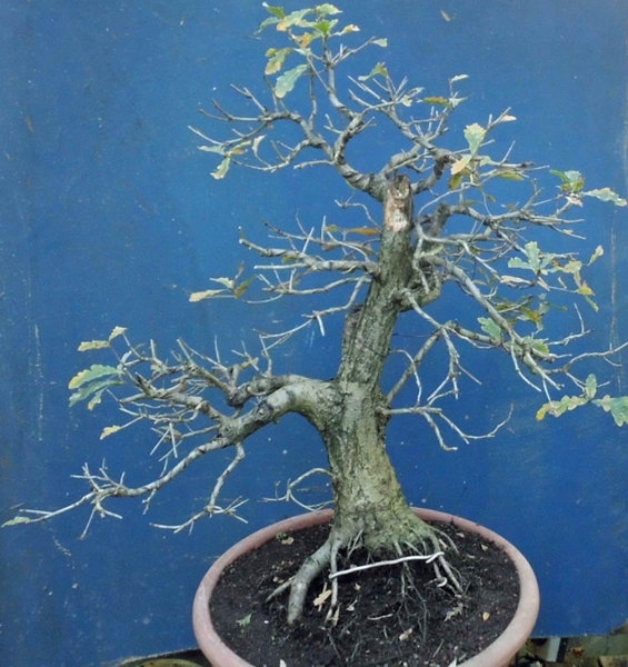 quercus robur 2011 3.jpg