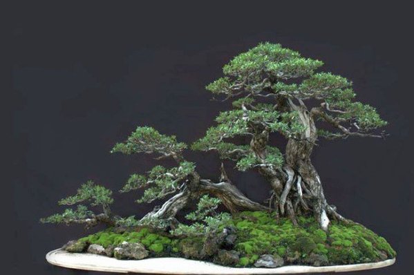 Bonsai Robert Steven 024.jpg