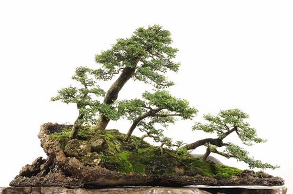 Bonsai Robert Steven 025.jpg