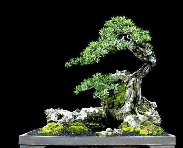 Bonsai Robert Steven 027.jpg
