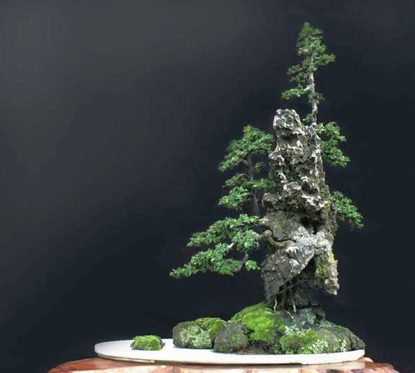 Bonsai Robert Steven 028.jpg