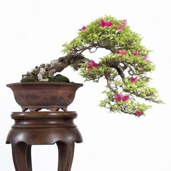 Bonsai Robert Steven 029.jpg