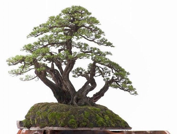 Bonsai Robert Steven 032.jpg