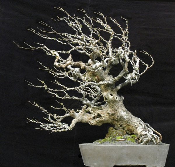 Bonsai Robert Steven 033.jpg