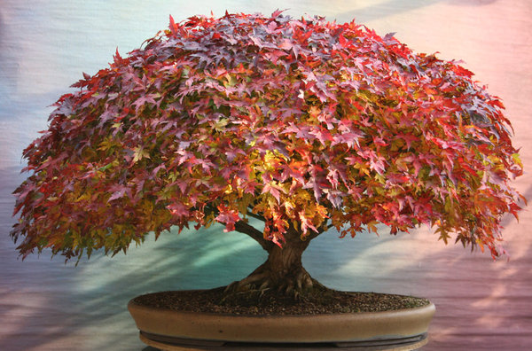 acer-palm.11-2011.jpg