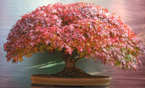 acer-palmatum11-2011.jpg