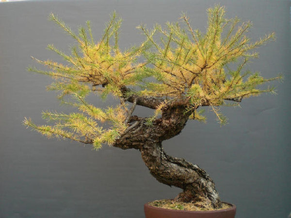 Larix.jpg