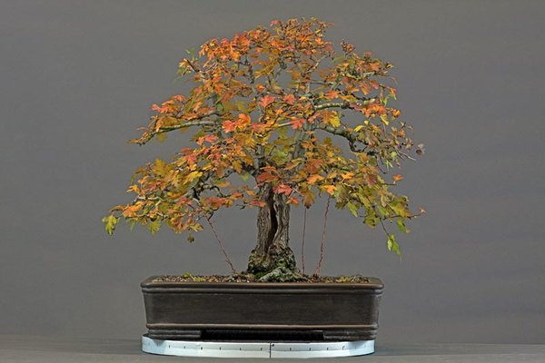 Weisdorn-Herbst-2011.jpg