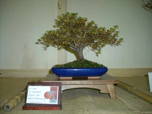 DSCI0676.JPG