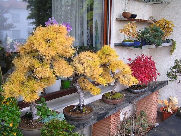Bonsai-Balkonien ;-)
