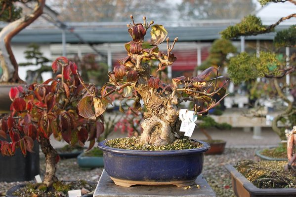 der kleine Cornus Shohin