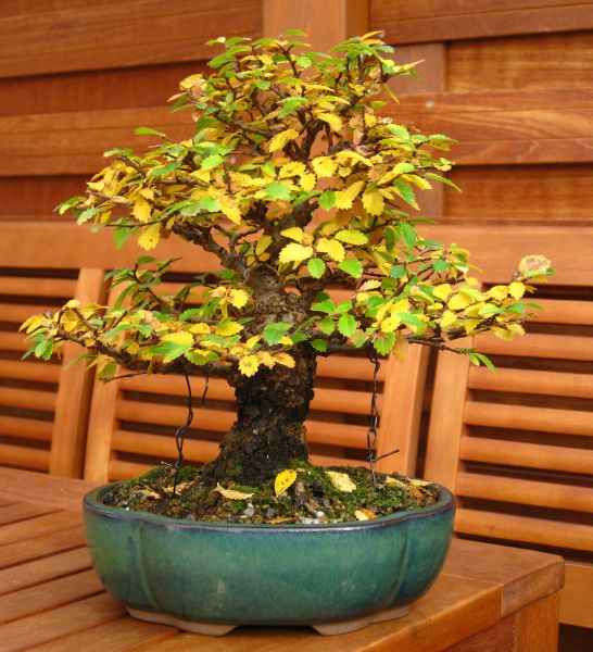 Ulmus_jap_11_11.jpg
