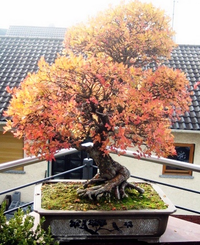 Ulmus parfivola 2.JPG