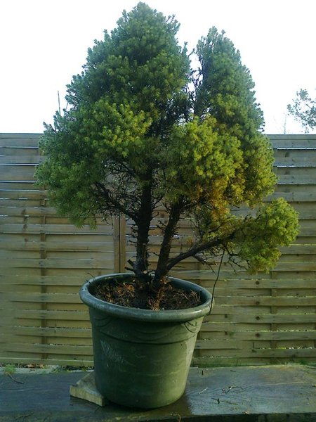p-glauca-c-11.jpg
