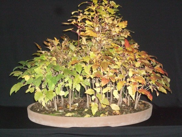 Ginnala Wald Herbst 11.jpg