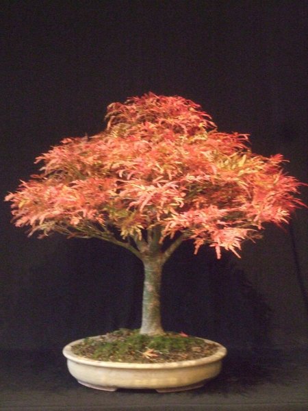 A. p. tennio no hoshi Nov 11.jpg