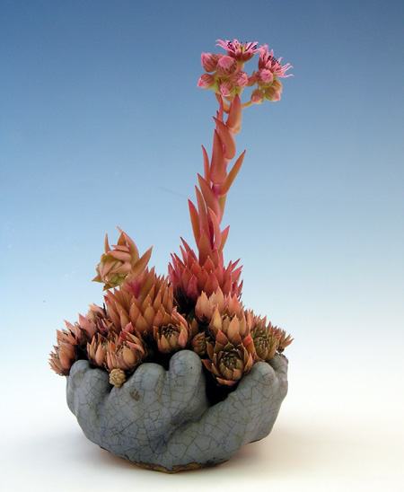 0729200510Sempervivum.jpg