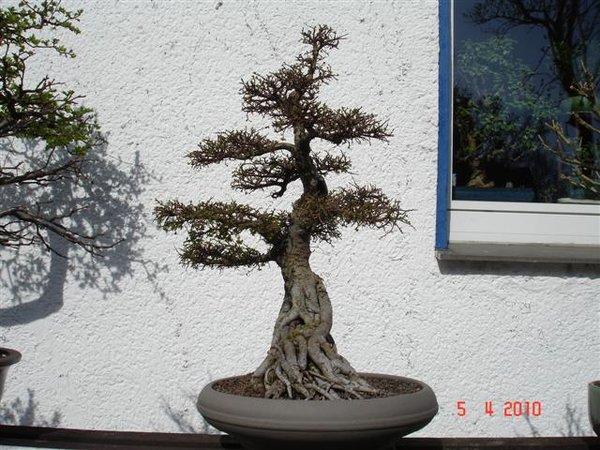 chinulme2 (Small).jpg