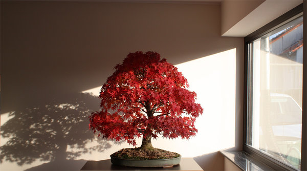 acer1.jpg