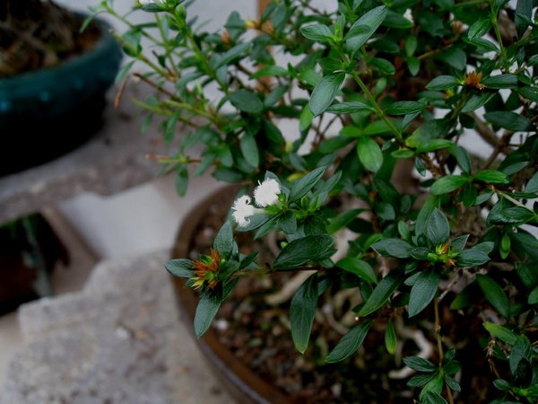 Blüten4.jpg
