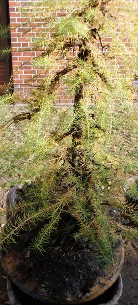 larix 4 2011 4.jpg