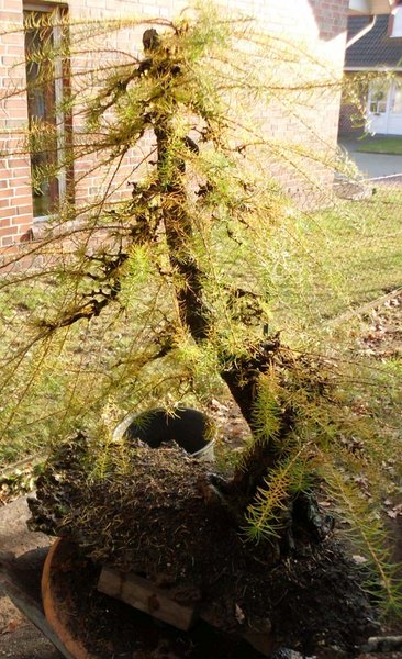 larix 4 2011 5.jpg
