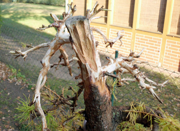 larix 4 2011 7.jpg