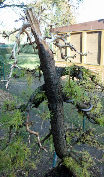 larix 4 2011 8.jpg