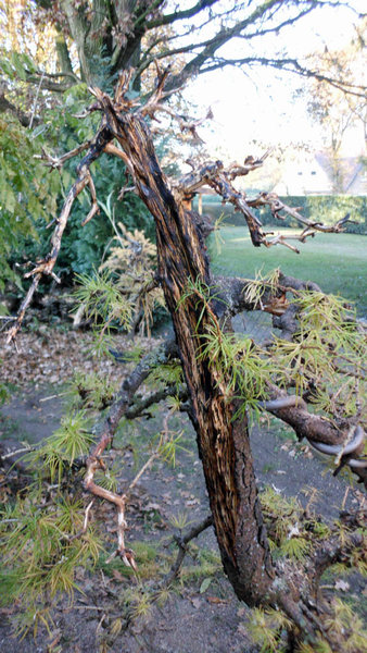 larix 4 2011 9.jpg