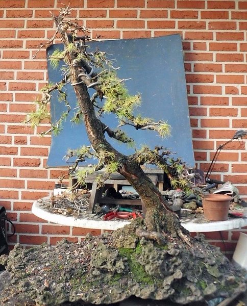 larix 4 2011 13.jpg
