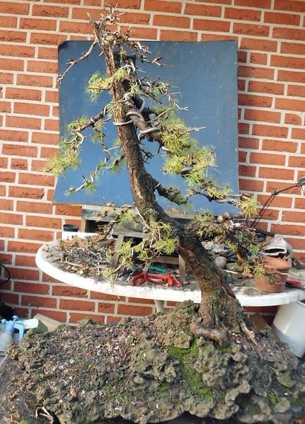larix 4 2011 14.jpg