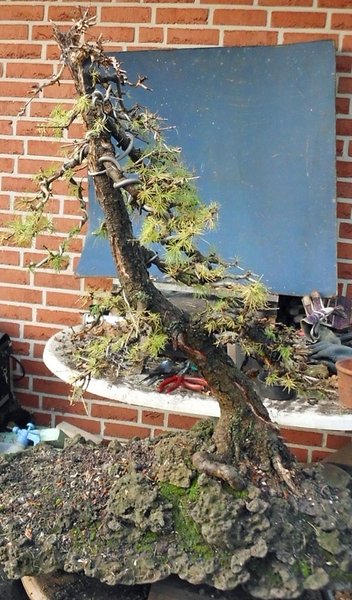 larix 4 2011 15.jpg