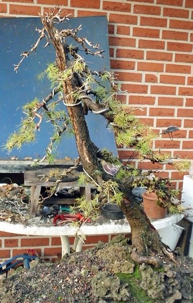 larix 4 2011 16.jpg