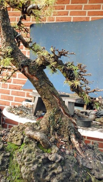 larix 4 2011 17.jpg