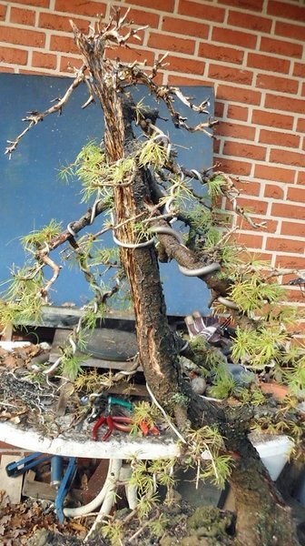 larix 4 2011 18.jpg
