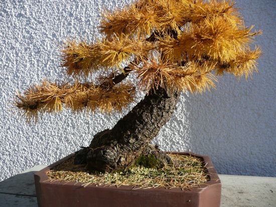 mit Laub in der Hinteransicht