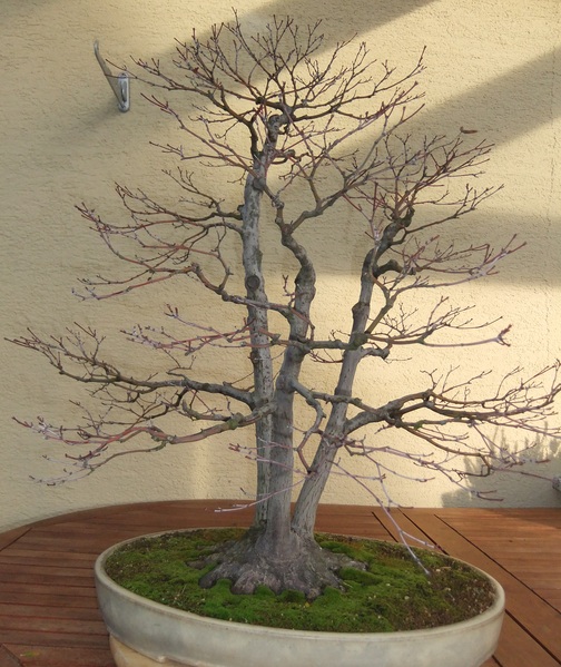 Palmatum1111b.jpg