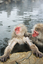 7 snowmonkey.jpg