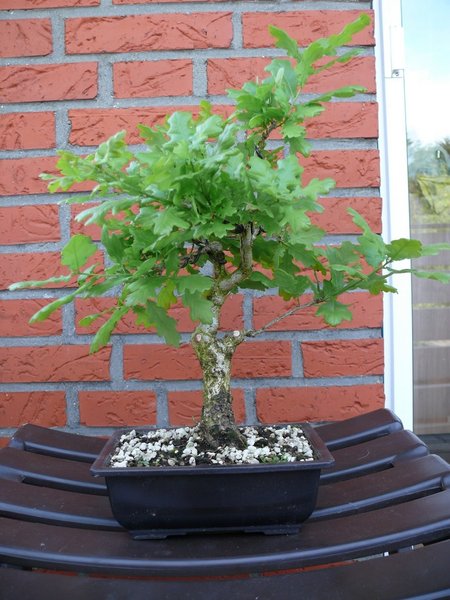 Stieleiche - Sommer 2011