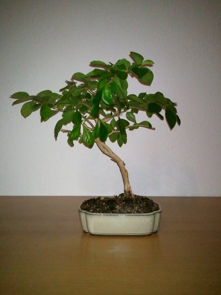 WP_000205.jpg
