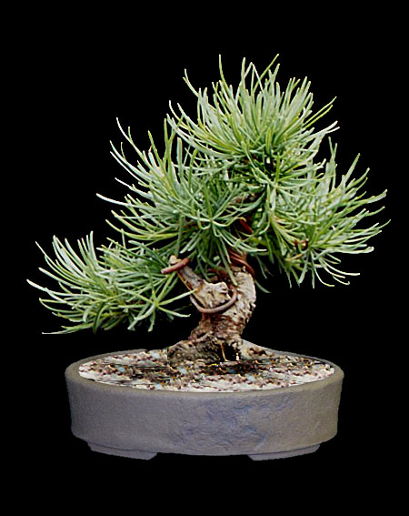 larix.jpg